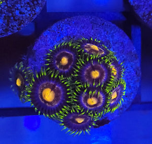 Blowpop Zoas