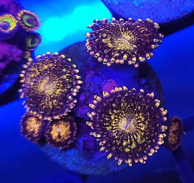 Pink Pandora Zoas
