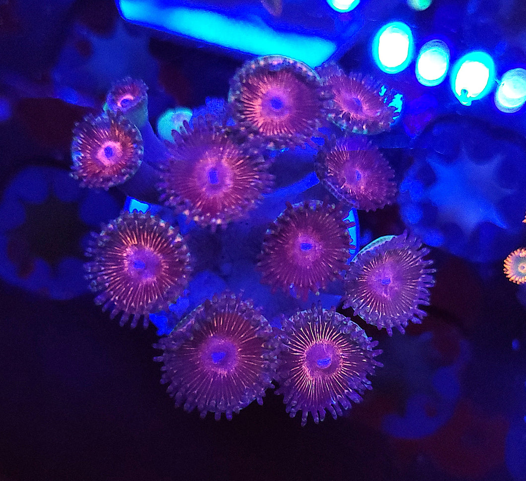 Pink Sparkler Zoas