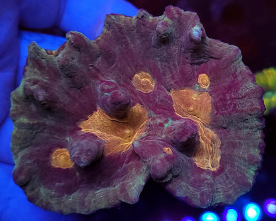 Pectinia Colony 4.5inch