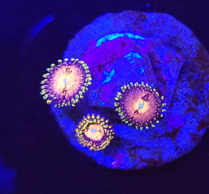 Pink Incinerator Zoas