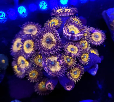 Pink Sakura Zoa Chunk
