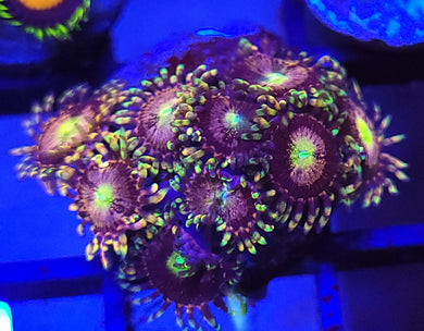 Pink Sakura Zoa Mini-Colony