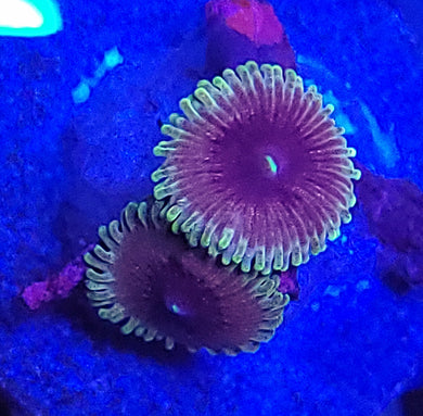 Pink Galaxy Zoas