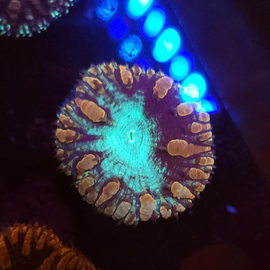 Pink & Teal Blasto