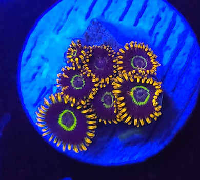 Rainbow Hornet Zoas