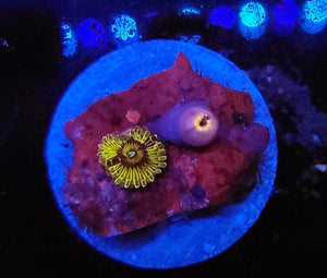 Stratocaster Zoas