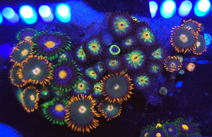 Gatorade / Blowpop Zoa Combo Rock