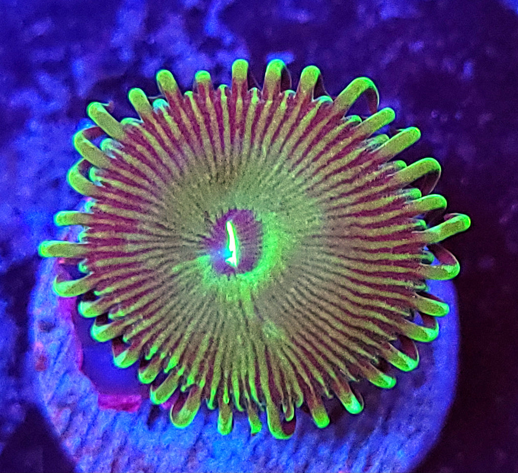 Green People Eater Zoas