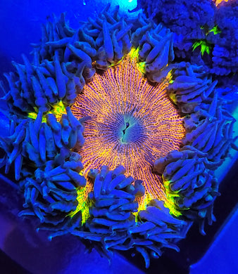 Pinstripe Rainbow Rock Flower Anemone