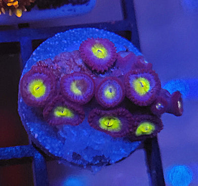 AOI Zoas