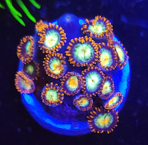 Fire & Ice Zoas