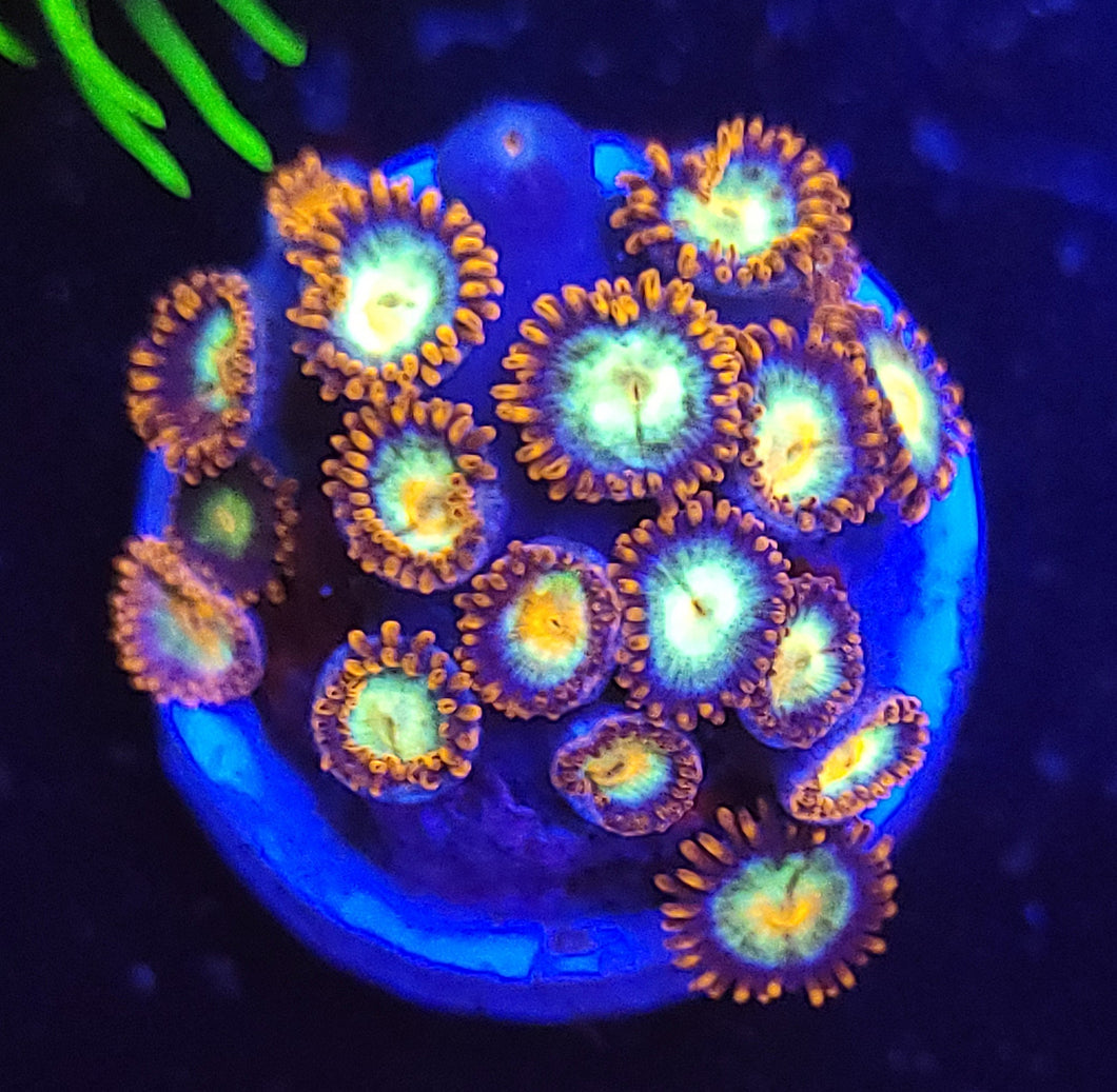 Fire & Ice Zoas