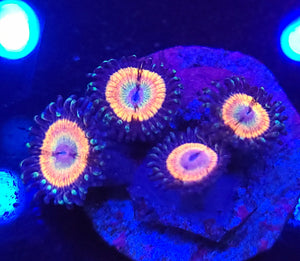Rainbow Infusion Zoa Morph