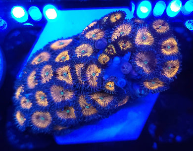 Pink Galaxy Zoa Colony