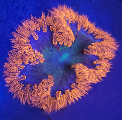 Red & Blue Rock Flower Anemone