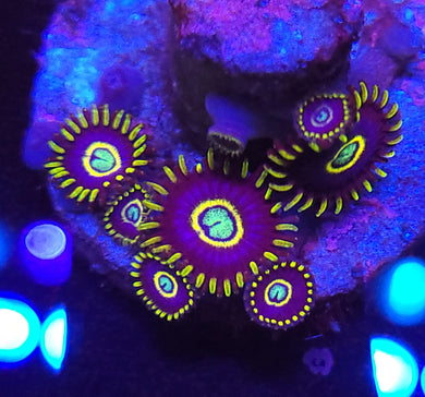 Frozen Hornet Zoas
