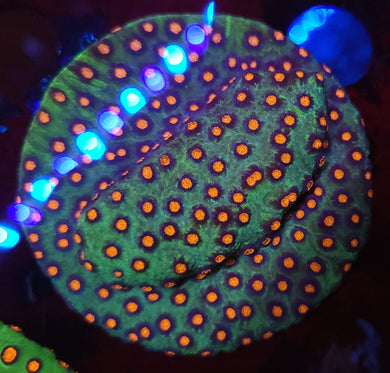 Alien Pox Cyphastrea frag 1 inch