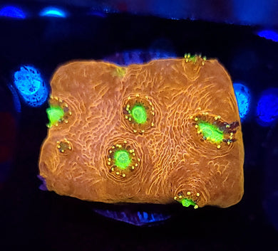 Planet X Chalice