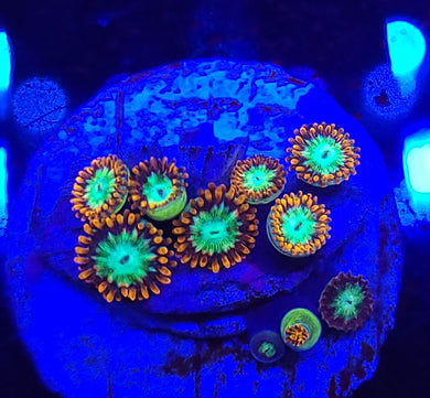 Alphaa & Omega Zoas