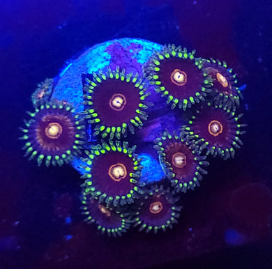 Joker Hornet Zoas