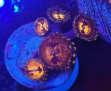 Reverse Hallucination Zoas