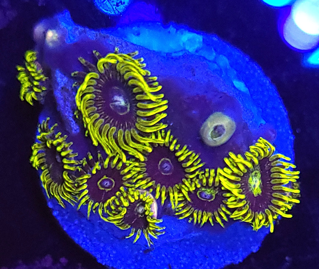 Yellow Hornet Zoas