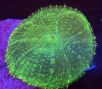 XXL Hulk Rhodactis Mushroom