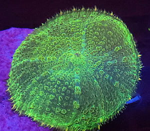XXL Hulk Rhodactis Mushroom
