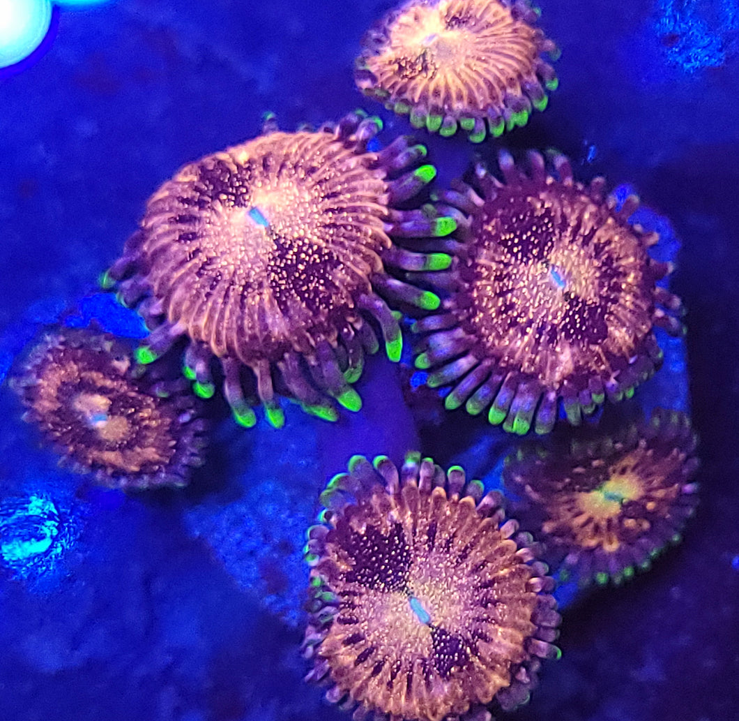 Pink Nirvana Zoas