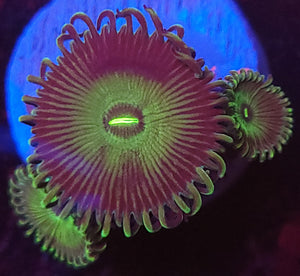 Green People Eater Zoas