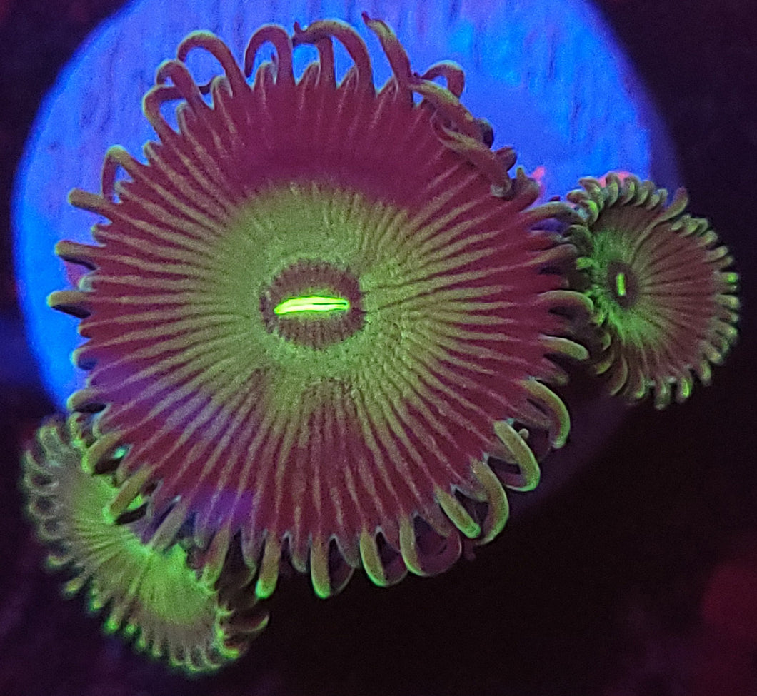 Green People Eater Zoas