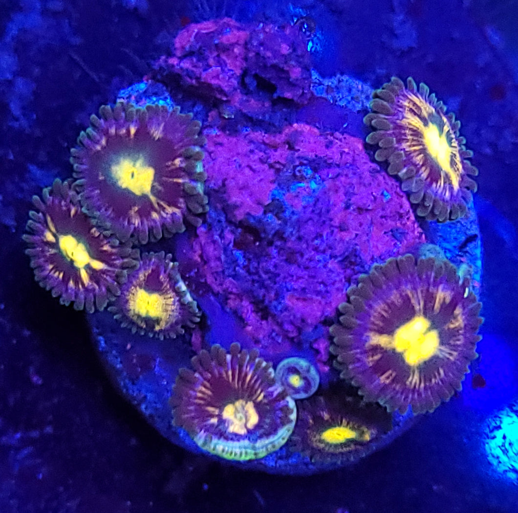 Rainbow Raptor Zoas