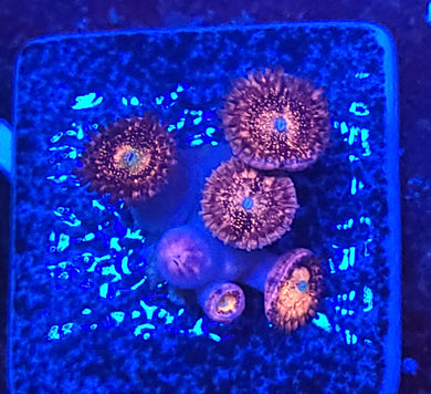 Pink Maul Zoas