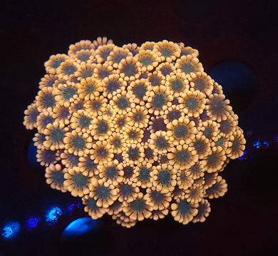 Pink Alveopora Colony