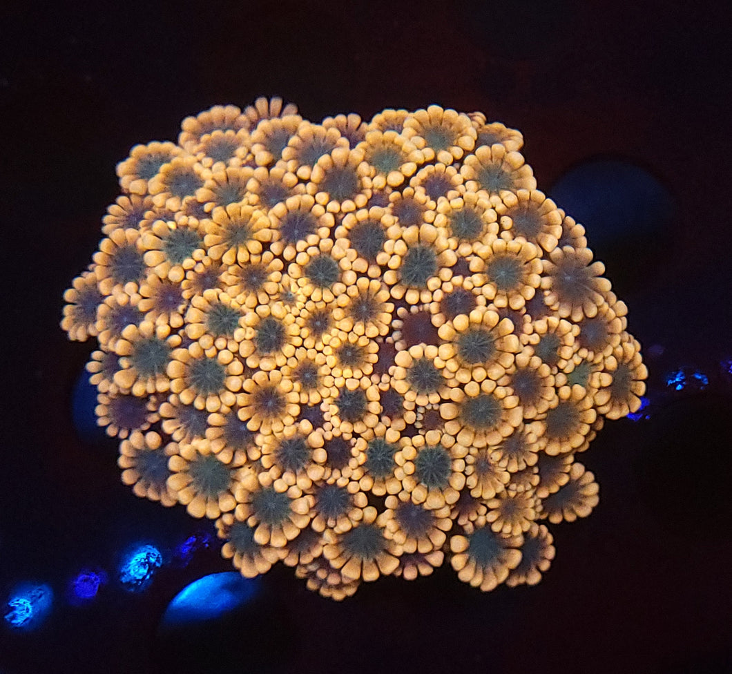 Pink Alveopora Colony