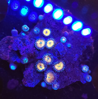 Pink Zoa Rock