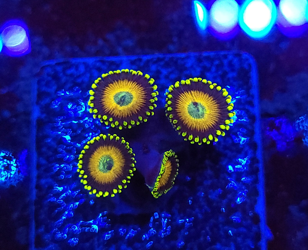 Scrambled Eggs Zoas