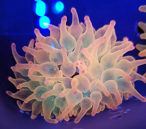 Pink Rainbow Bubbletip Anemone
