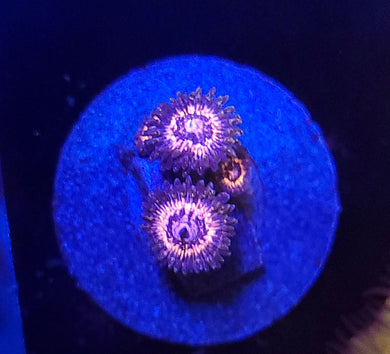 Pink Zipper Zoas