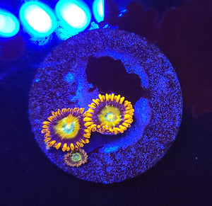 Speckled Fire & Ice Zoas