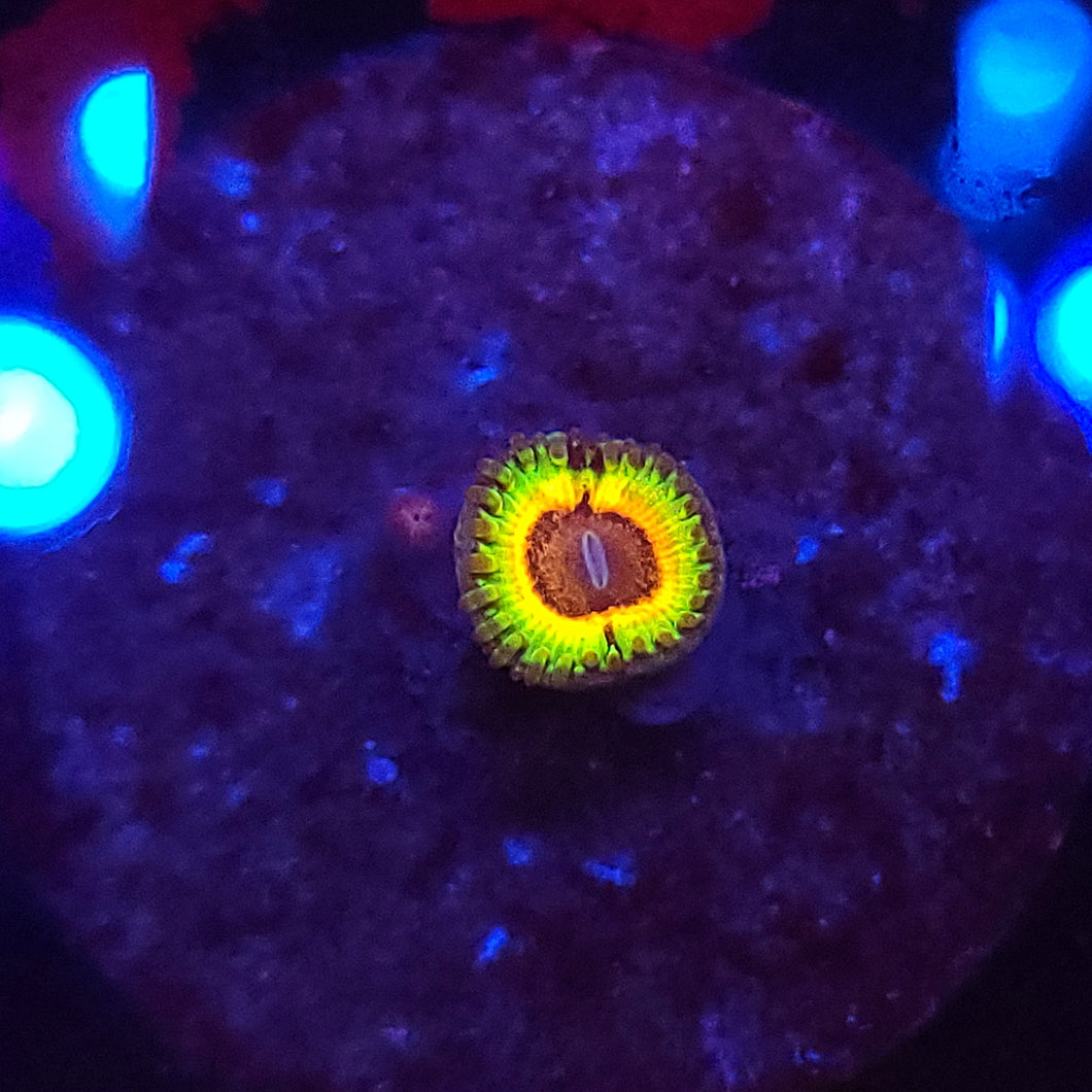 Little Shop Of Horror Zoas 1p 2baby