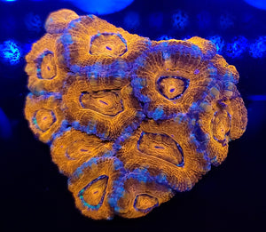 Pink Rim Orange Acan Mini-Colony