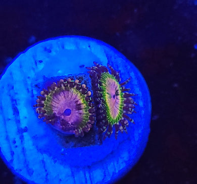 Pink Krakatoa Zoas