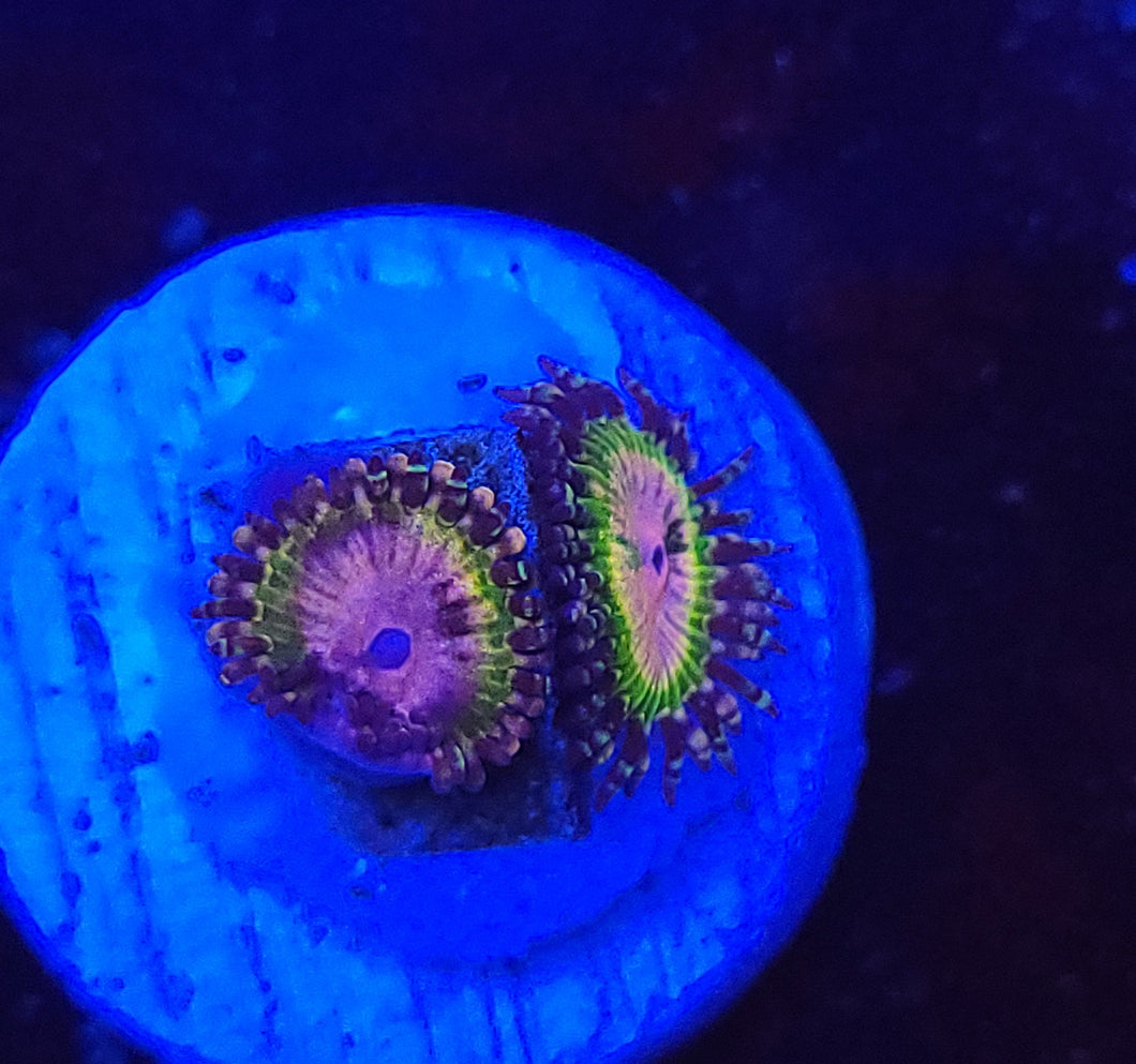 Pink Krakatoa Zoas