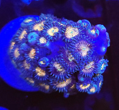 Pink Sakura Zoa Mini-Colony