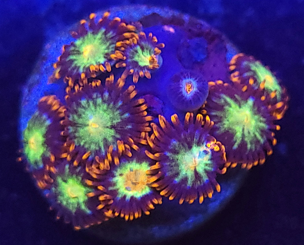 Fire & Ice Zoas