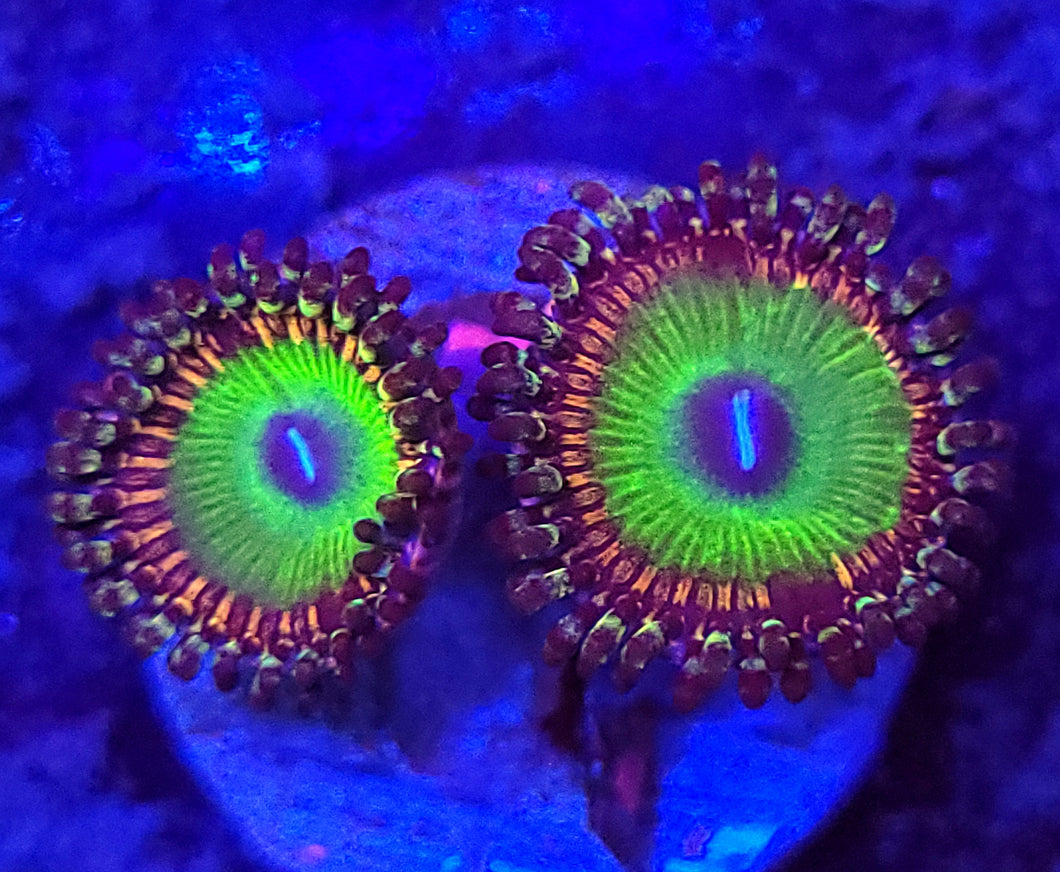 Candy Apple Green Zoas