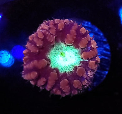 Pink & Teal Blasto