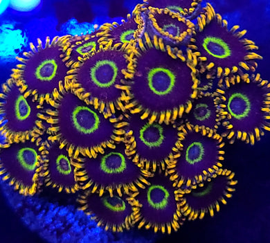 Rainbow Hornet Zoa Colony